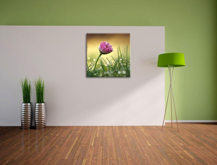 rosa Gänseblümchen im Gras, Format: 70x70 auf Leinwand, XXL riesige Bilder fertig gerahmt mit Keilra