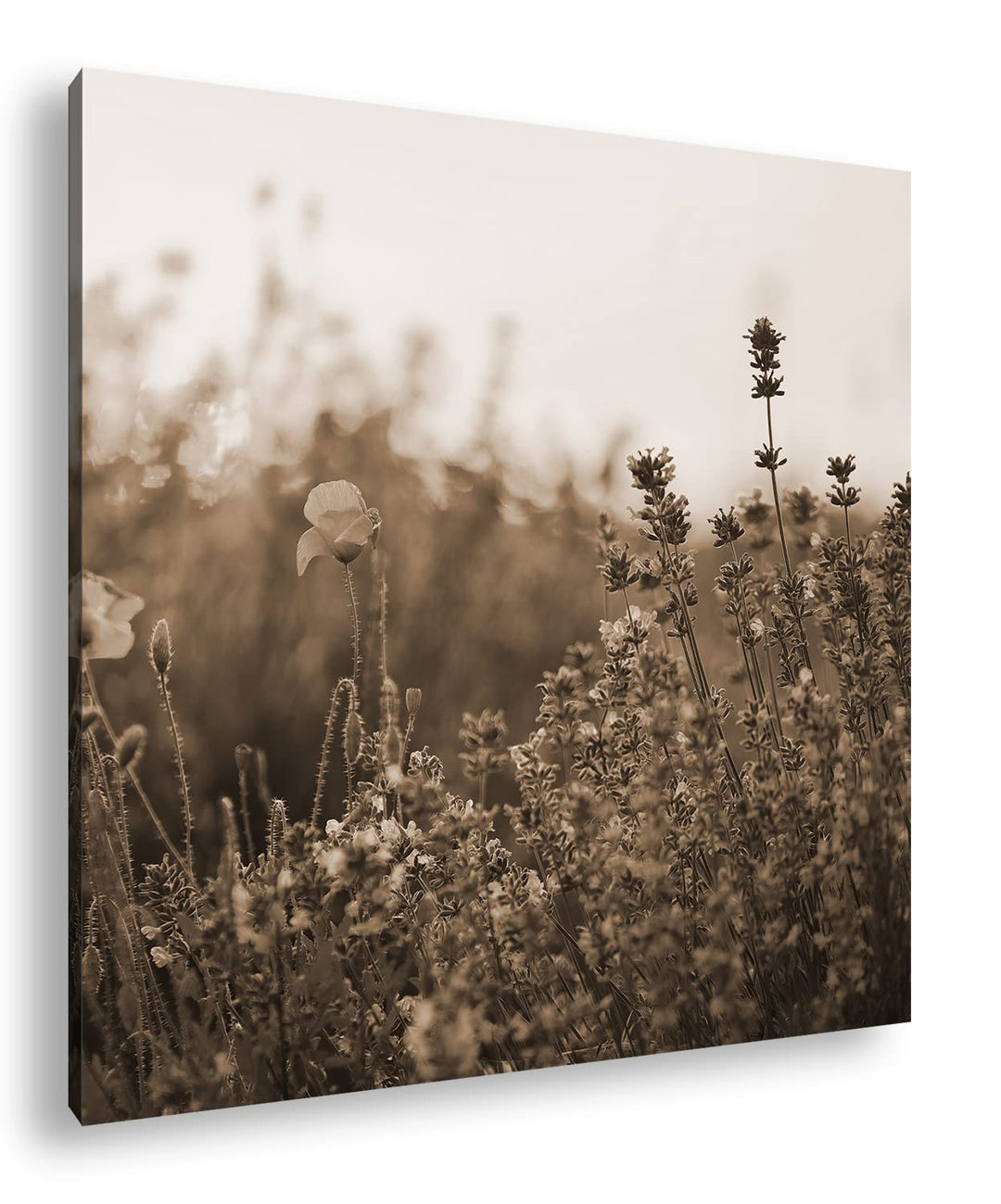blühender Lavendel und Mohn Effekt: Sepia Format: 60x60 als Leinwandbild, Motiv fertig gerahmt auf E