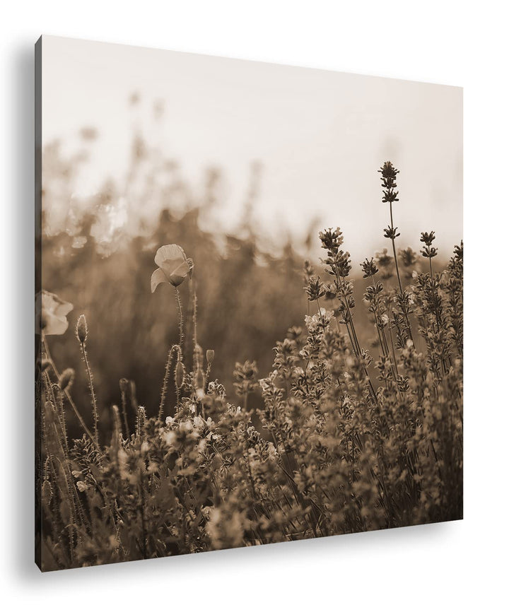 blühender Lavendel und Mohn Effekt: Sepia Format: 60x60 als Leinwandbild, Motiv fertig gerahmt auf E