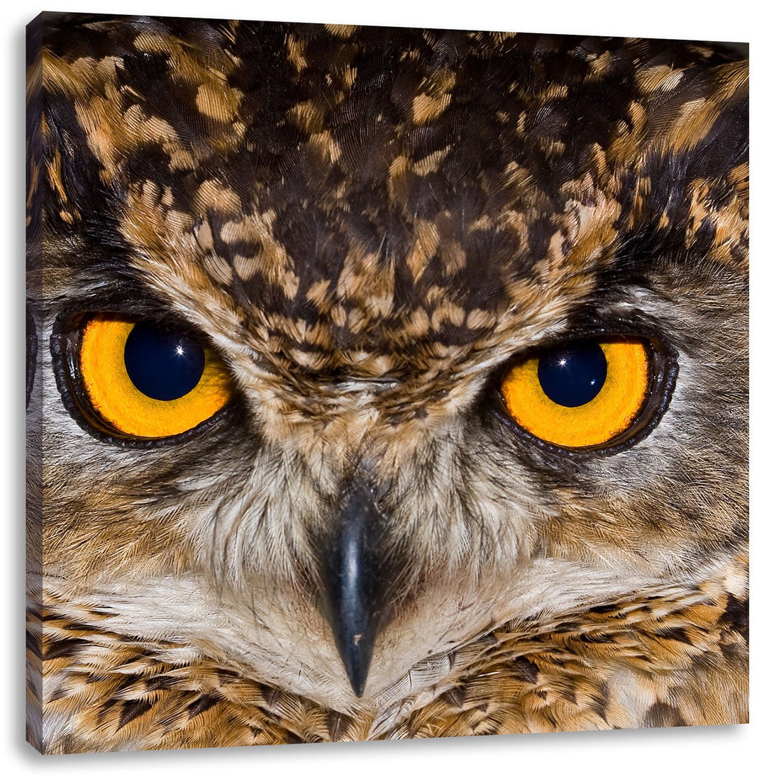 Eule mit gelben Augen, Format: 70x70 auf Leinwand, XXL riesige Bilder fertig gerahmt mit Keilrahmen,