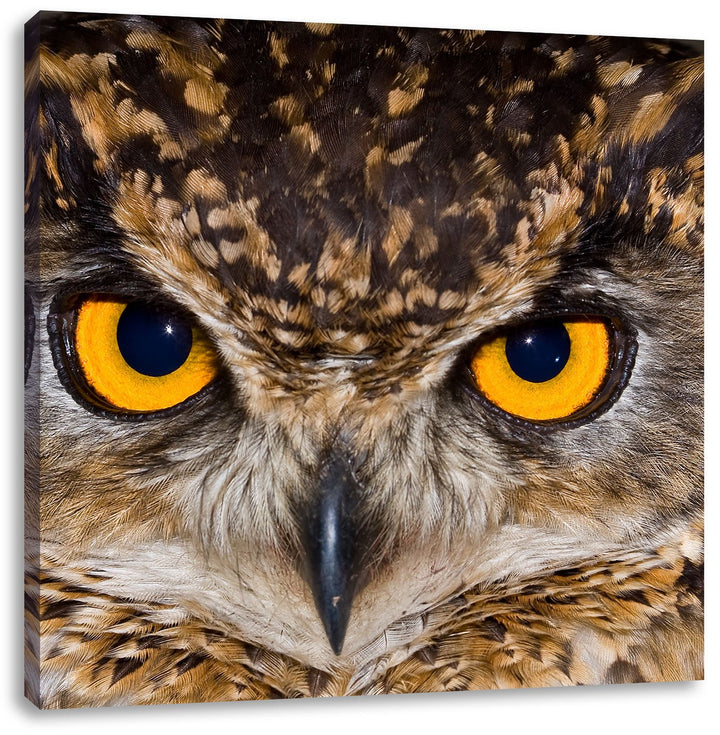Eule mit gelben Augen, Format: 70x70 auf Leinwand, XXL riesige Bilder fertig gerahmt mit Keilrahmen,