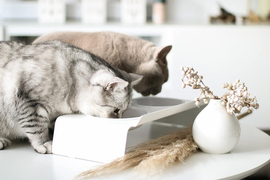 LucyBalu® Erhöhte Doppel-Futterstation Katze | Ergonomischer Katzennapf erhöht | Erhöhter Futternapf