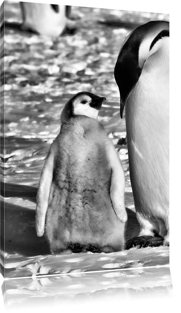 Pixxprint Kaiserpinguin mit Küken / 100x70cm Leinwandbild bespannt auf Holzrahmen/Wandbild Kunstdruc