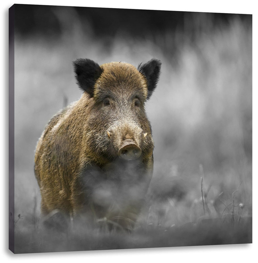 Pixxprint einsames Wildschwein im Wald als Leinwandbild/Grösse: 70x70 cm/Wandbild/Kunstdruck/fertig