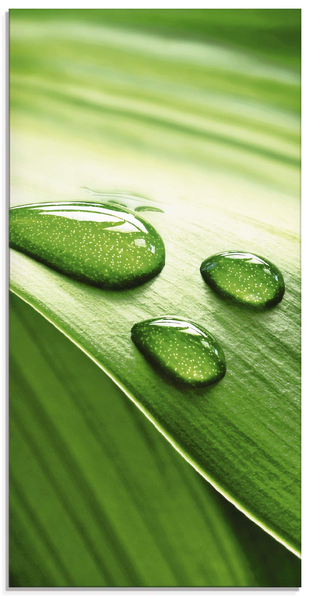 ARTland Glasbilder Wandbild Glas Bild einteilig 30x60 cm Hochformat Natur Pflanzen Blätter Wassertro