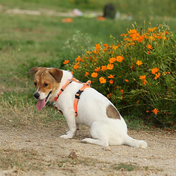 TRUE LOVE Hundegeschirr Outdoor Adventure II Reflektierende Weste mit 2 Leinenbefestigungen, passend