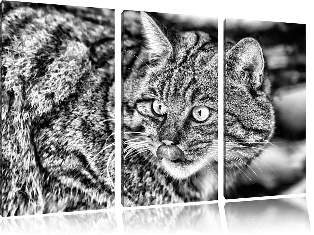 Pixxprint schöne Manul in Schneelandschaft als Leinwandbild/Grösse: 3 Teilig (120x80) cm/Wandbild/Ku