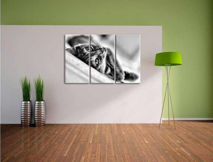 Pixxprint Monocrome, Niedliche Katze liegt im Bett 3-Teiler Leinwandbild 120x80 Bild auf Leinwand