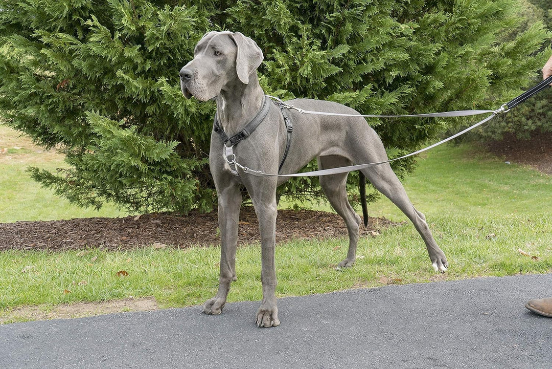 PetSafe Anti-Zieh Hundeleine, Kompatibel mit PetSafe 3-in-1-Geschirr, 1,2 m Länge, Aus reflektierend