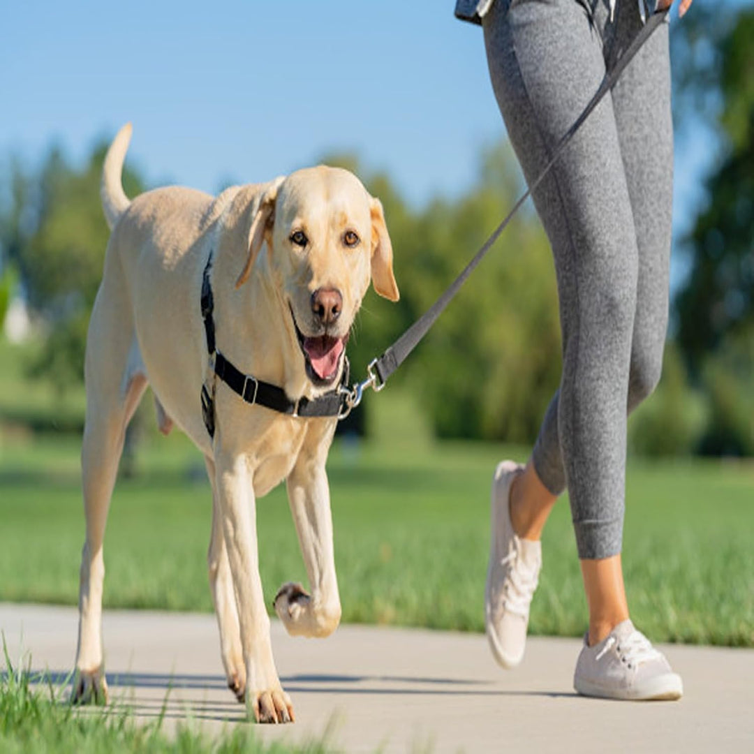 PetSafe Easy Walk-Geschirr, Anti-Zieh-Hundegeschirr, Verringert Würgen und Husten, Mit 1,8 M Leine,
