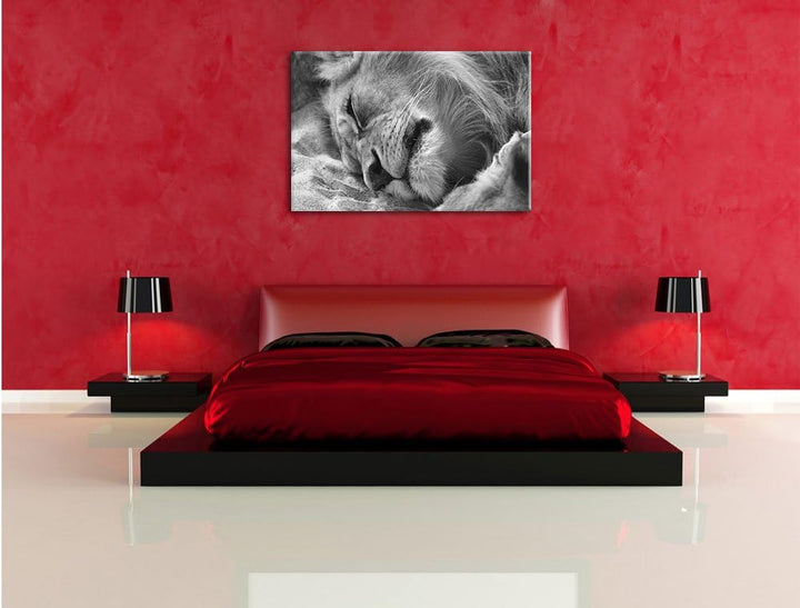 Pixxprint schlafender Löwe Kunst B&W als Leinwandbild/Grösse: 100x70 / Wandbild/Kunstdruck/fertig be