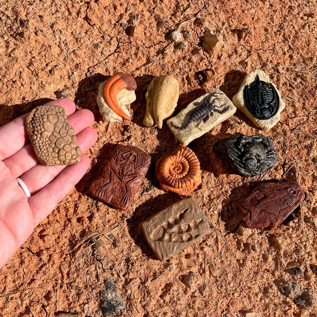 Safari Ltd. antike Fossilien TOOB - Figuren: Dinosaurier-Fussabdruck, Riesenkrabbe, Ammonit, Raptor-