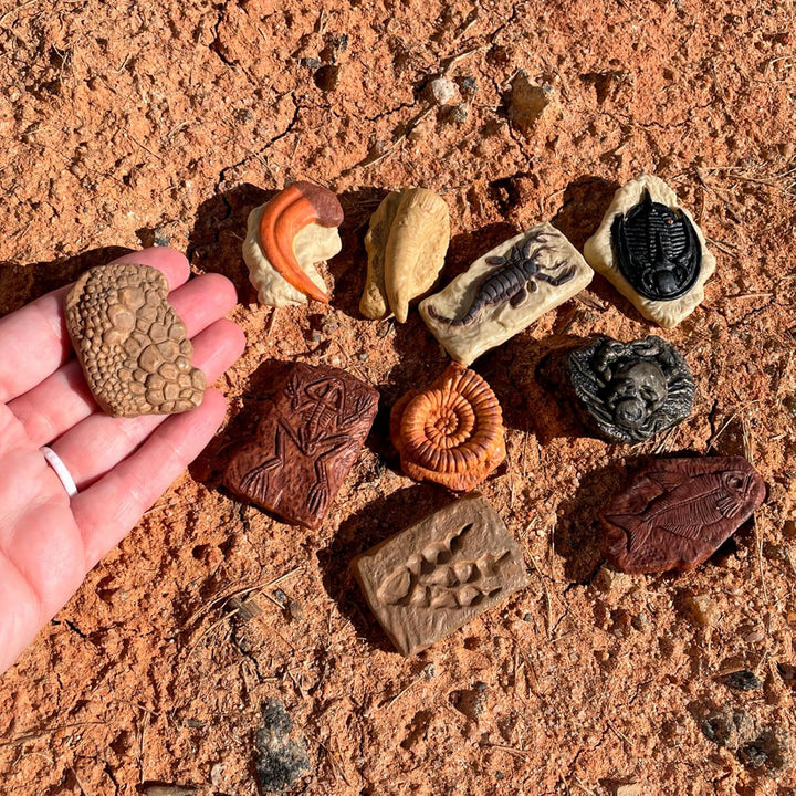 Safari Ltd. antike Fossilien TOOB - Figuren: Dinosaurier-Fussabdruck, Riesenkrabbe, Ammonit, Raptor-