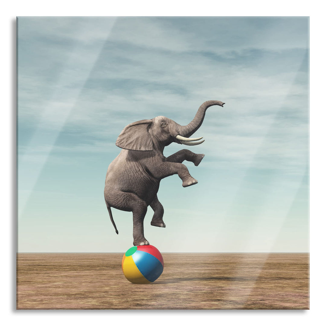 Pixxprint Glasbild | Wandbild auf Echtglas | Elefant in der Wüste balanciert auf Ball | 50x50 cm | i