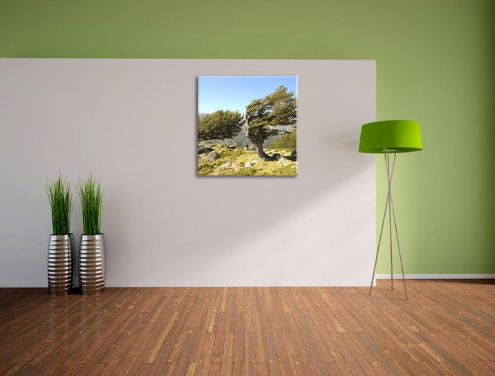 Pixxprint Schiefer Baum, Format: 70x70 auf Leinwand, XXL riesige Bilder fertig gerahmt mit Keilrahme