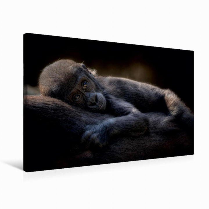 Premium Textil-Leinwand 75 x 50 cm Quer-Format Gorilla | Wandbild, HD-Bild auf Keilrahmen, Fertigbil