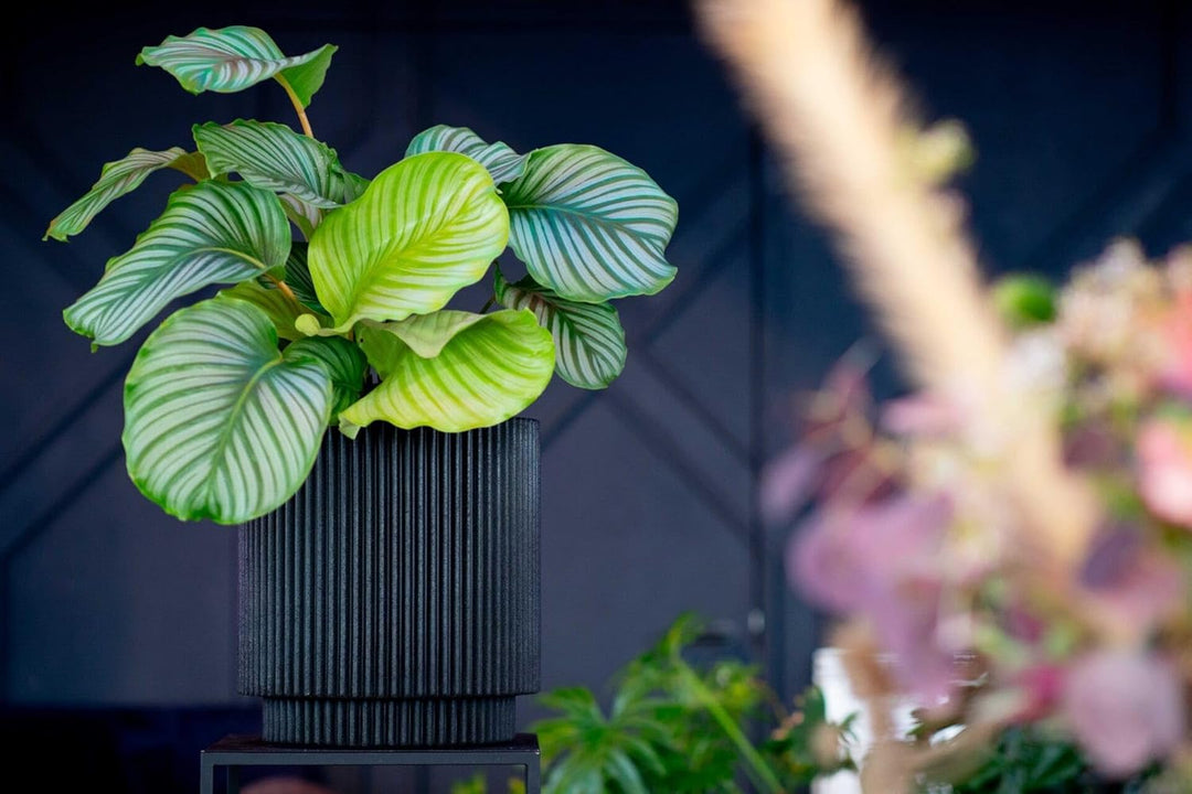 Capi Europe - Gefäss Zylinder Groove NL - 41x43 - Elfenbein - Öffnung Ø36 - Blumentopf für den Innen