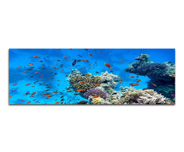 Paul Sinus Art Panoramabild auf Leinwand und Keilrahmen 150x50cm Meer Riff Korallen Fische