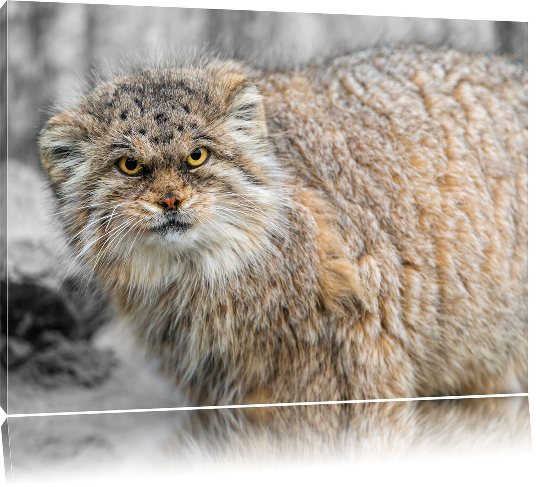 gereizte kleine Manul schwarz/weiss Format: 100x70auf Leinwand, XXL riesige Bilder fertig gerahmt mi