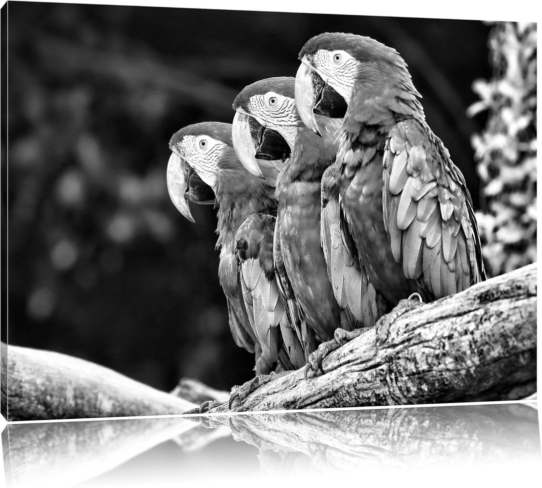Papageien auf AST als Leinwandbild/Grösse: 100x70 cm/Wandbild/Kunstdruck/fertig bespannt, 100x70