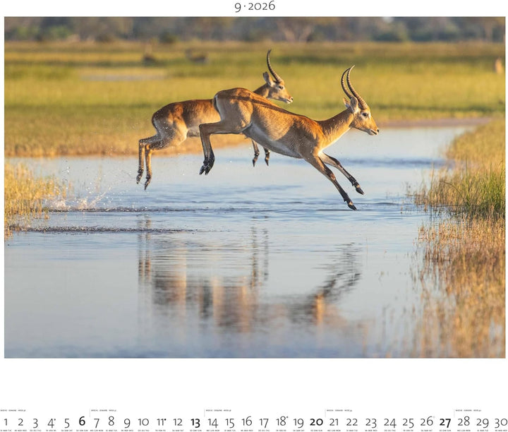 Palazzi - Hautnah – Afrikas Wildnis 2026 – Wandkalender 60×50 cm mit 12 Tierfotografien, Poster-Kale