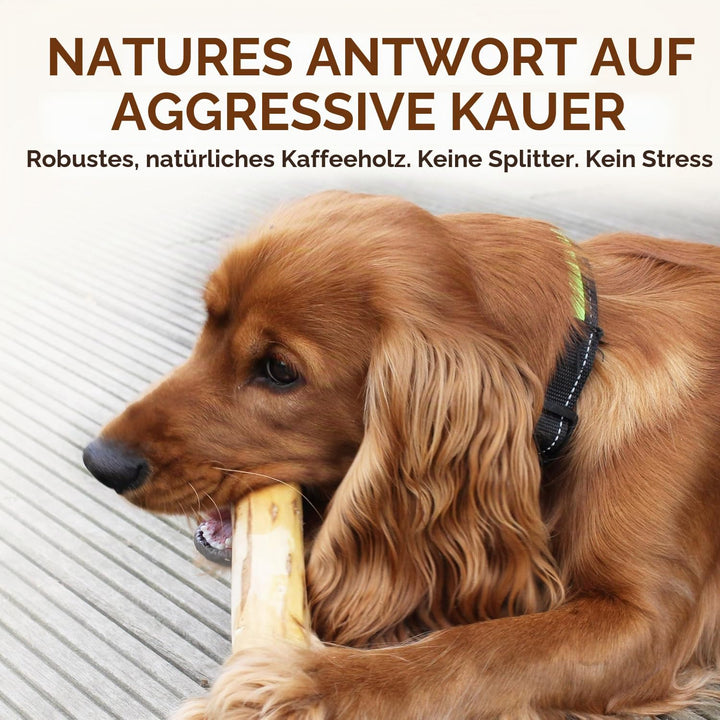 Wildfang® 3 Kaustab Hund aus Kaffeeholz (Grösse XXS) – Kauspielzeug für Welpen &amp; kleine Hunde – Robu