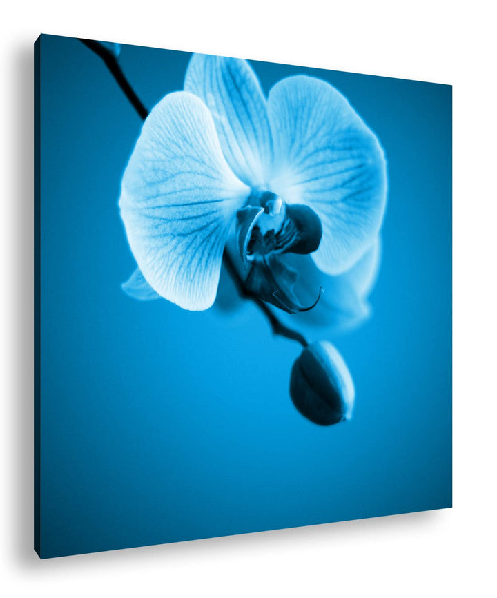 deyoli Zauberhafte Orchidee Format: 70x70 Effekt: Monocrome Blau als Leinwandbild, Motiv fertig gera