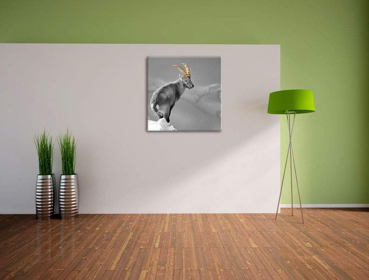 Pixxprint schöner Steinbock im Schnee als Leinwandbild/Grösse: 70x70 cm/Wandbild/Kunstdruck/fertig b
