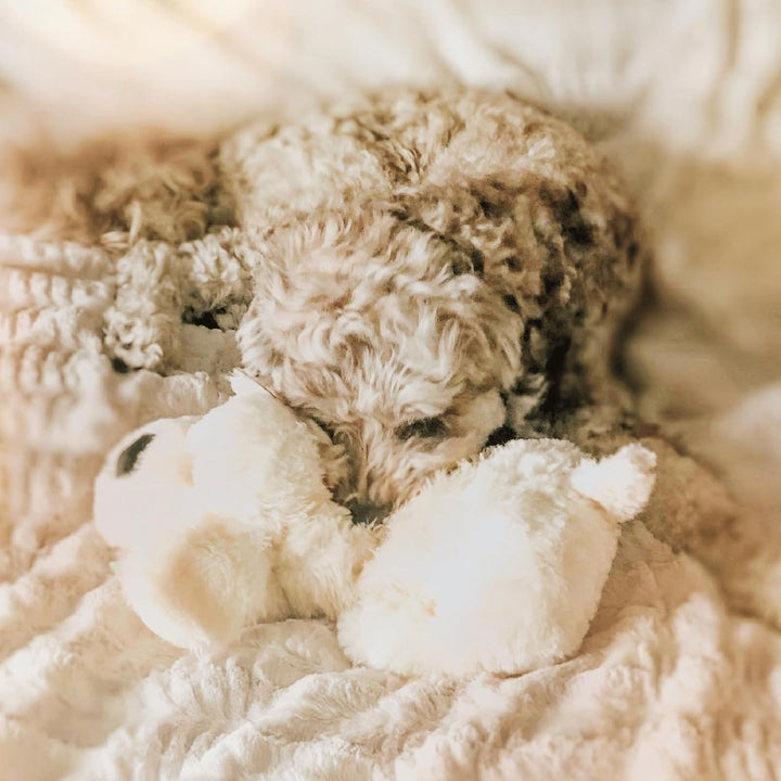 SmartPetLove Welpe Kuscheln - Spielzeug zur Hilfe bei Verhaltensproblemen, Golden