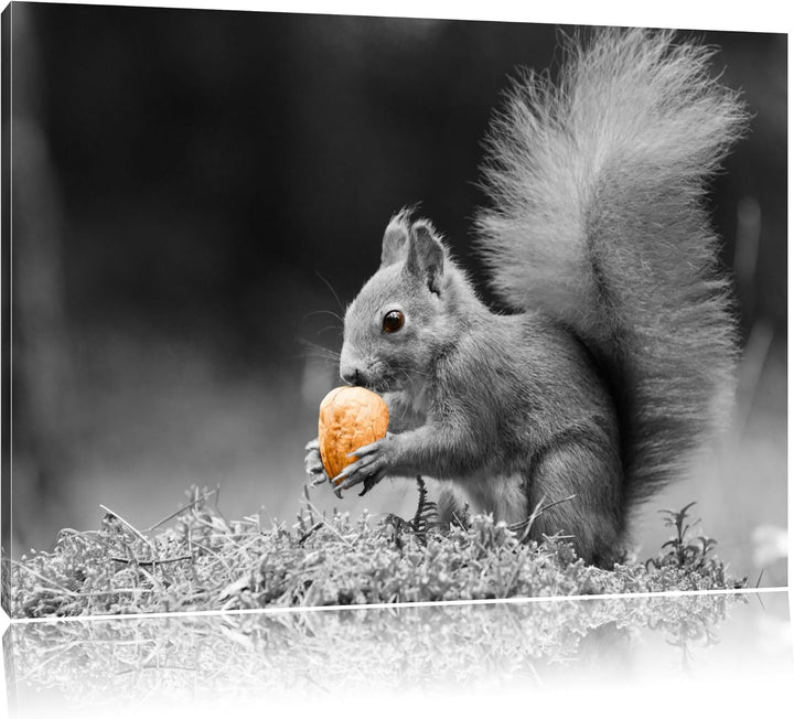 niedliches Eichhörnchen mit Nuss schwarz/weiss Format: 100x70 auf Leinwand, XXL riesige Bilder ferti