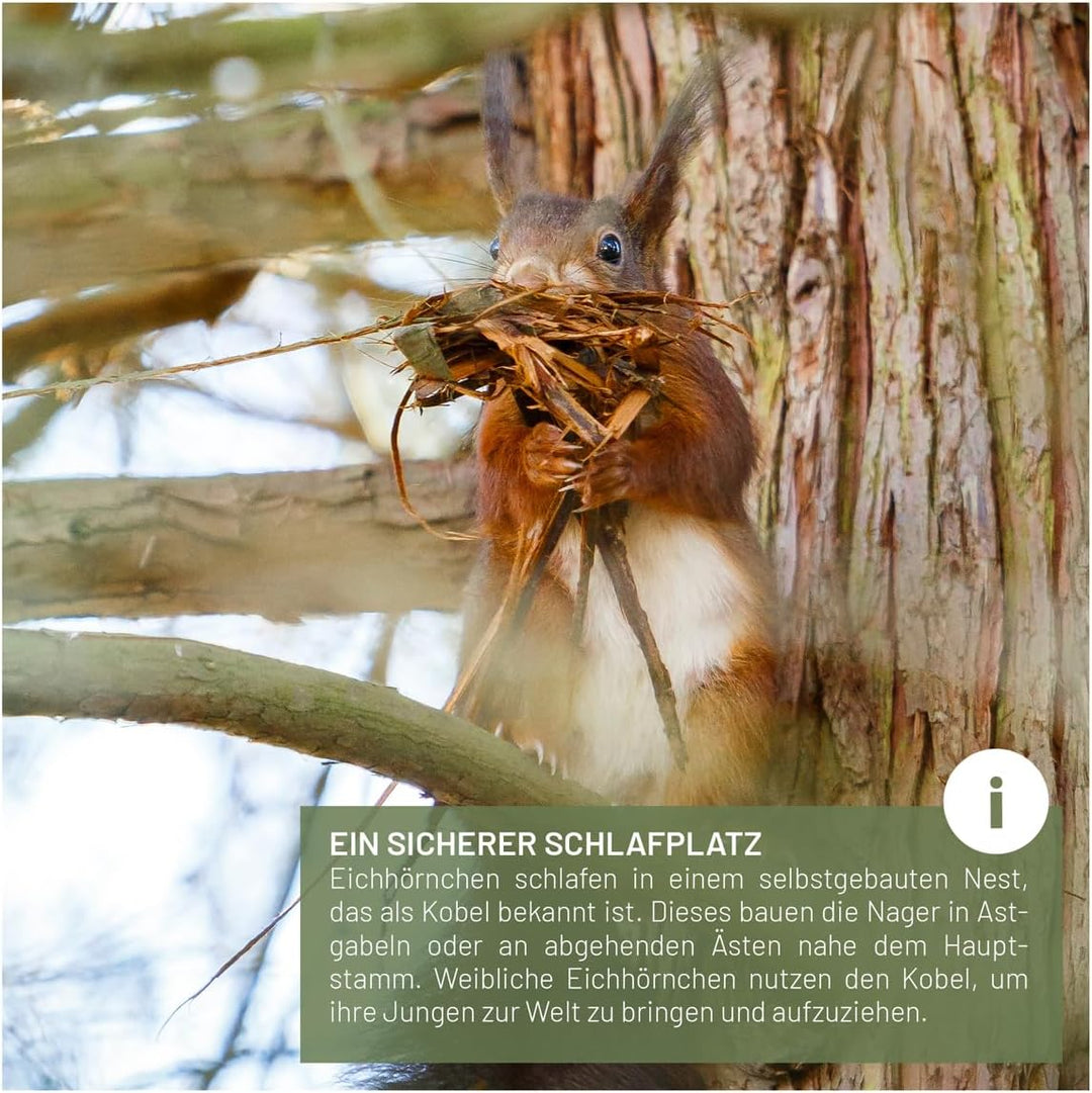 wildtier liebe Eichhörnchen Kobel - Nest für Eichhörnchen aus verschraubtem Massiv-Holz, Eichhörnche