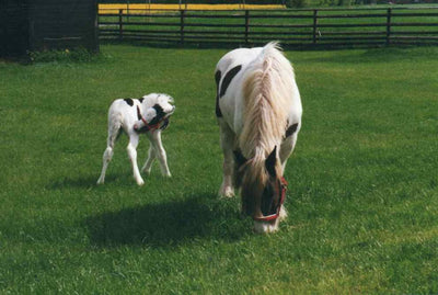 Scheidler horse-direkt Schwarzkümmelsamen ganz, 15kg, Pferd, zur Unterstützung, Einzelfuttermittel,