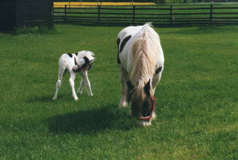 Scheidler horse-direkt Schwarzkümmelsamen ganz, 15kg, Pferd, zur Unterstützung, Einzelfuttermittel,