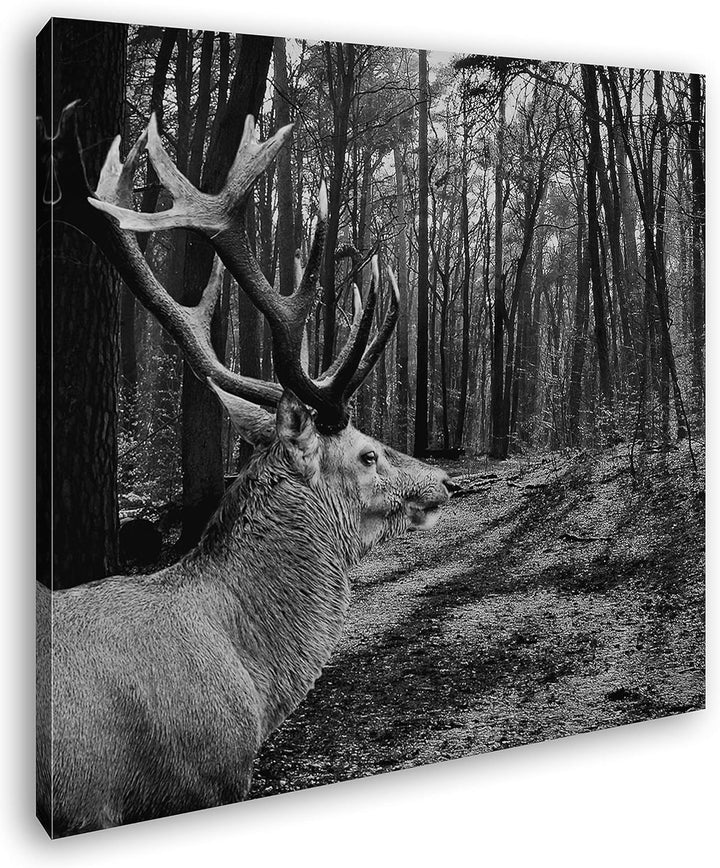 deyoli Edler Hirsch im Wald Format: 70x70 Effekt: Schwarz&Weiss als Leinwandbild, Motiv fertig gerah