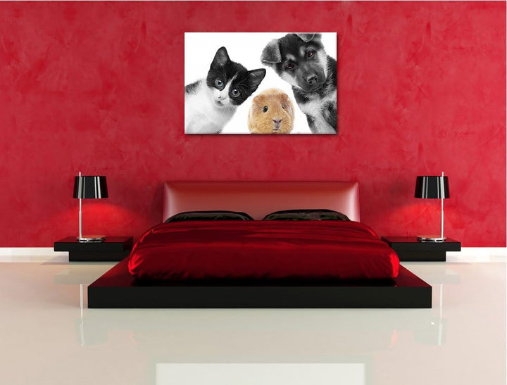 süsses Trio Hund Katze Meerschweinchen schwarz/weiss Format: 100x70 auf Leinwand, XXL riesige Bilder