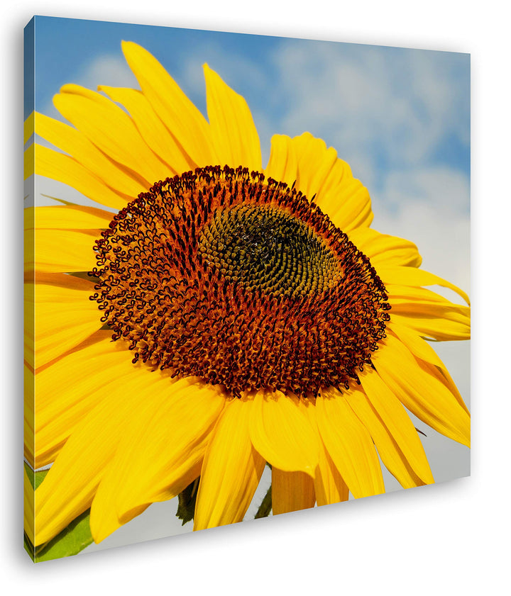 deyoli edle Sonnenblume Format: 70x70 als Leinwandbild, Motiv fertig gerahmt auf Echtholzrahmen, Hoc