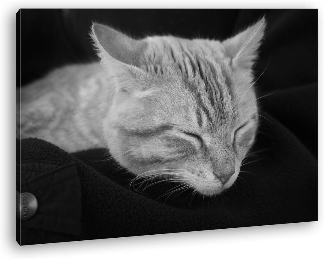 deyoli goldig schlafende Katze Effekt: Schwarz/Weiss Format: 80x60 als Leinwand, Motiv fertig gerahm