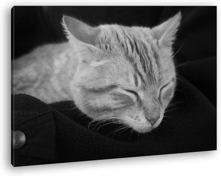 deyoli goldig schlafende Katze Effekt: Schwarz/Weiss Format: 80x60 als Leinwand, Motiv fertig gerahm