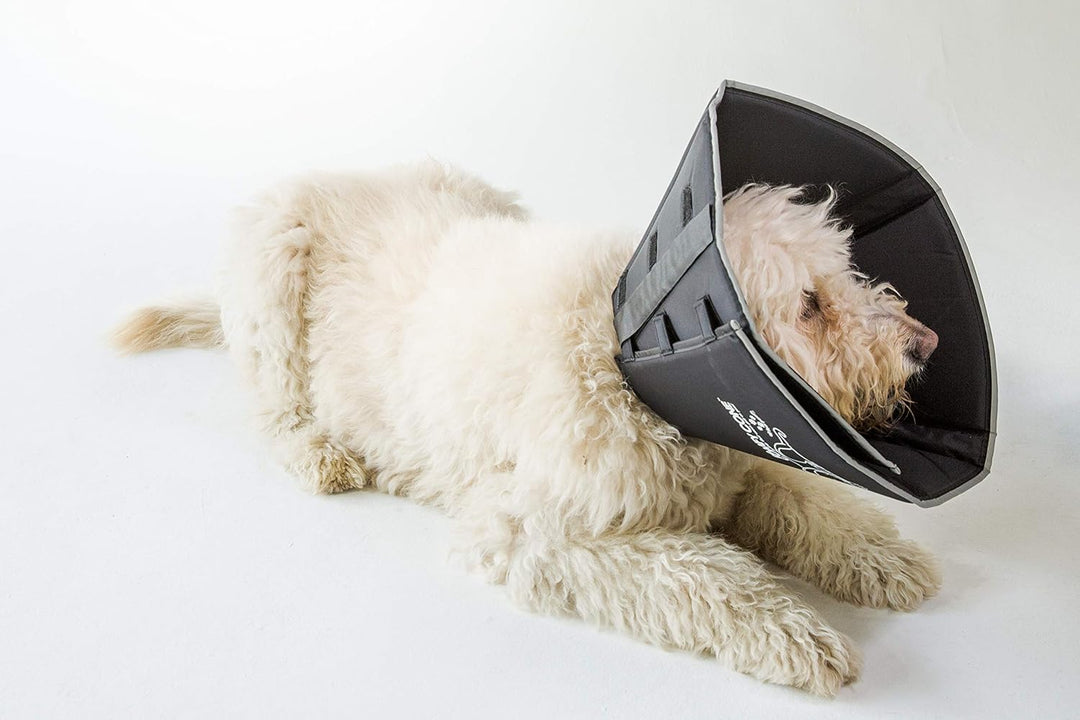 All Four Paws „The Comfy Cone“ Halskrause für Haustiere, XL (1er Pack) Extra Large schwarz, Extra La