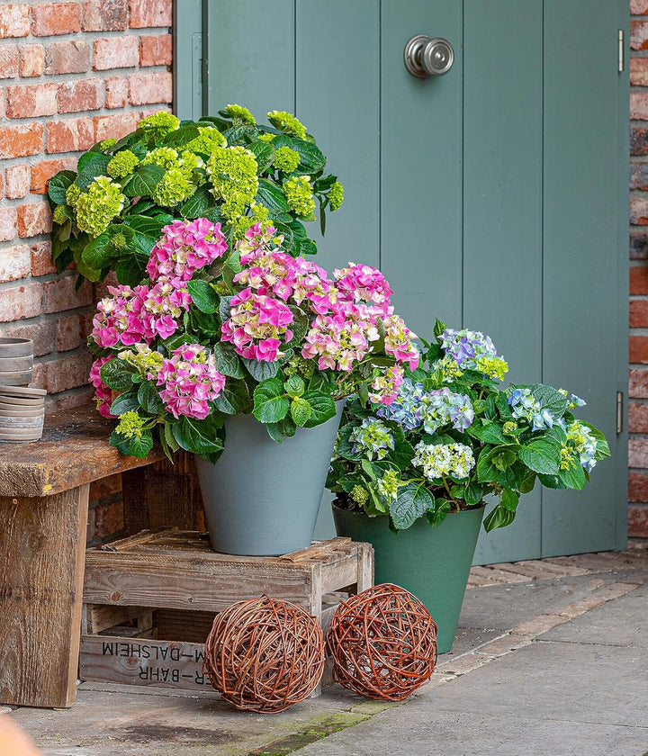 Dehner Weidenkugel, Ø 40 cm, Weidengeflecht, 1.5 kg, Braun