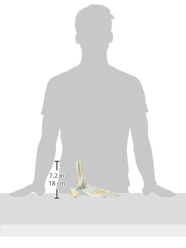3B Scientific M34 Fuss-Skelett-Modell mit Bändern + kostenlose Anatomie App - 3B Smart Anatomy