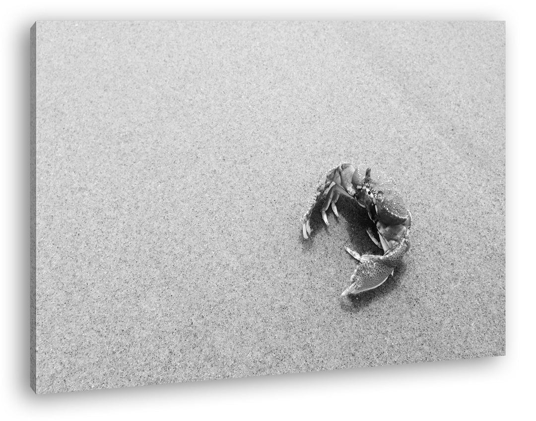 deyoli rote Krabbe im Sand Effekt: Schwarz/Weiss im Format: 80x60 als Leinwandbild, Motiv fertig ger