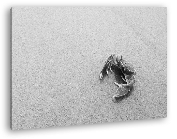 deyoli rote Krabbe im Sand Effekt: Schwarz/Weiss im Format: 80x60 als Leinwandbild, Motiv fertig ger