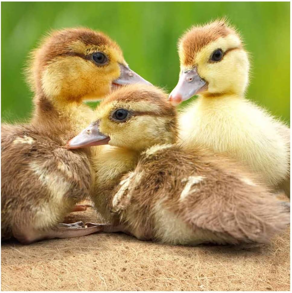 La cordeline Teppich für Nagetiere, Hanf, 50 cm x 2 m, für Kaninchen, Meerschweinchen, Natur