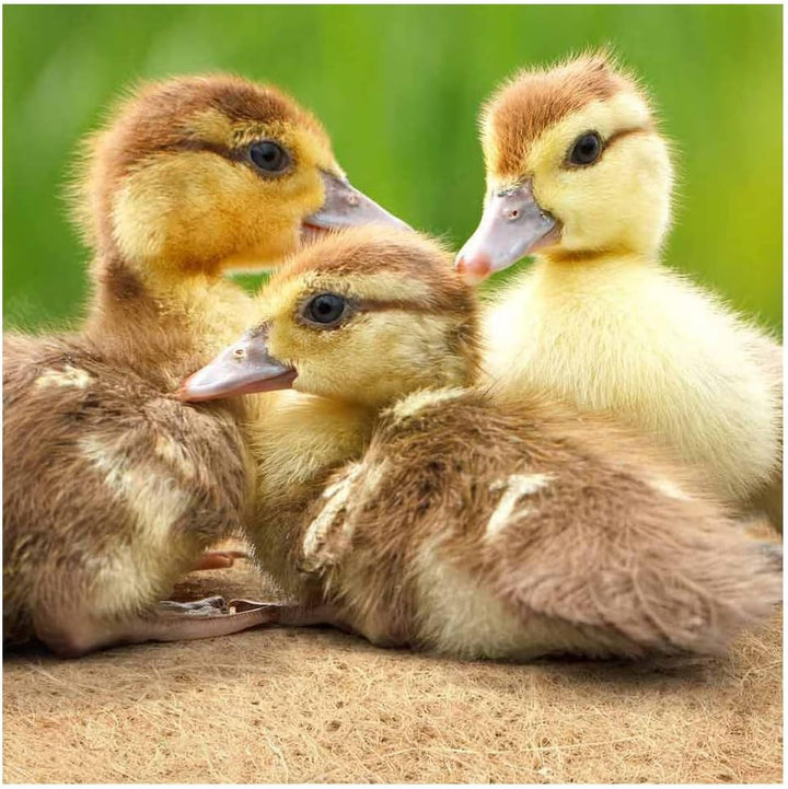 La cordeline Teppich für Nagetiere, Hanf, 50 cm x 2 m, für Kaninchen, Meerschweinchen, Natur
