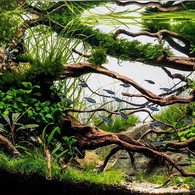 AquaOne Aquarium Heizung 500 Watt Digitaler Heizstab I Heizer für Aquarien bis 750l I Regelheizer fü