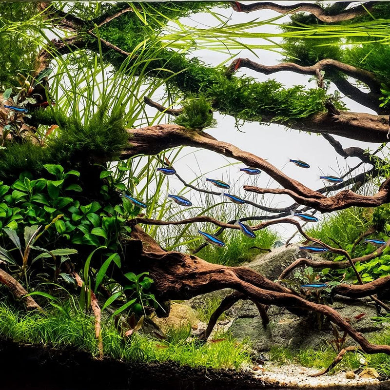 AquaOne Aquarium Heizung 500 Watt Digitaler Heizstab I Heizer für Aquarien bis 750l I Regelheizer fü
