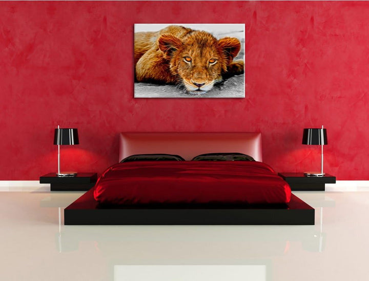 schläfriger junger Löwe schwarz/weiss Deluxe Format: 100x70 cm auf Leinwand, XXL riesige Bilder fert