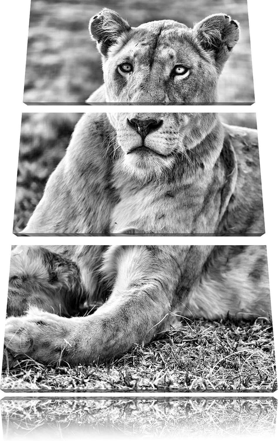 Pixxprint Monocrome, prächtige weisse Löwin 3-Teiler Leinwandbild 120x80 Bild auf Leinwand