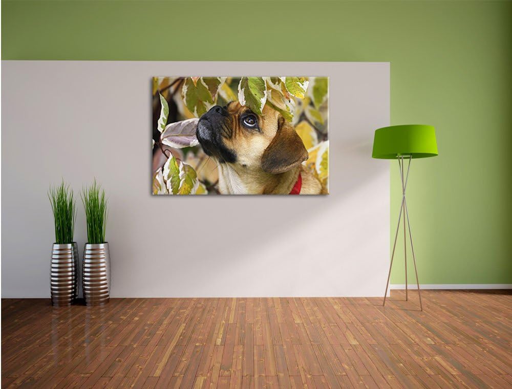 Pixxprint zwischen Blättern Mops als Leinwandbild/Grösse: 100x70 / Wandbild/Kunstdruck/fertig bespan